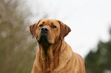 TOSA INU 513